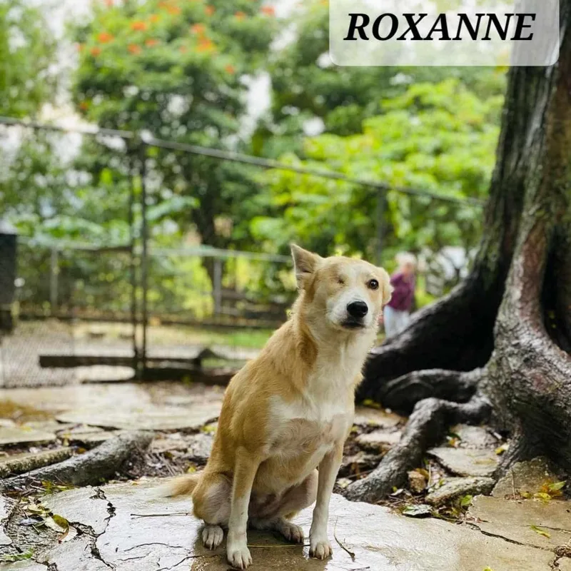 Roxanne thumbnail 2