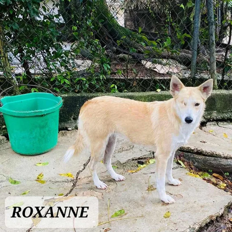 Roxanne thumbnail 3