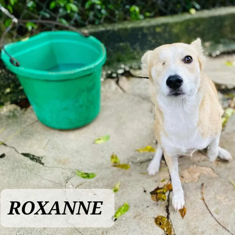Roxanne thumbnail 4