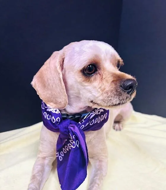An adult medium-sized female Yellow / Tan / Blond / Fawn Cavapoo dog named Lucy for adoption in Hawk Point, MO