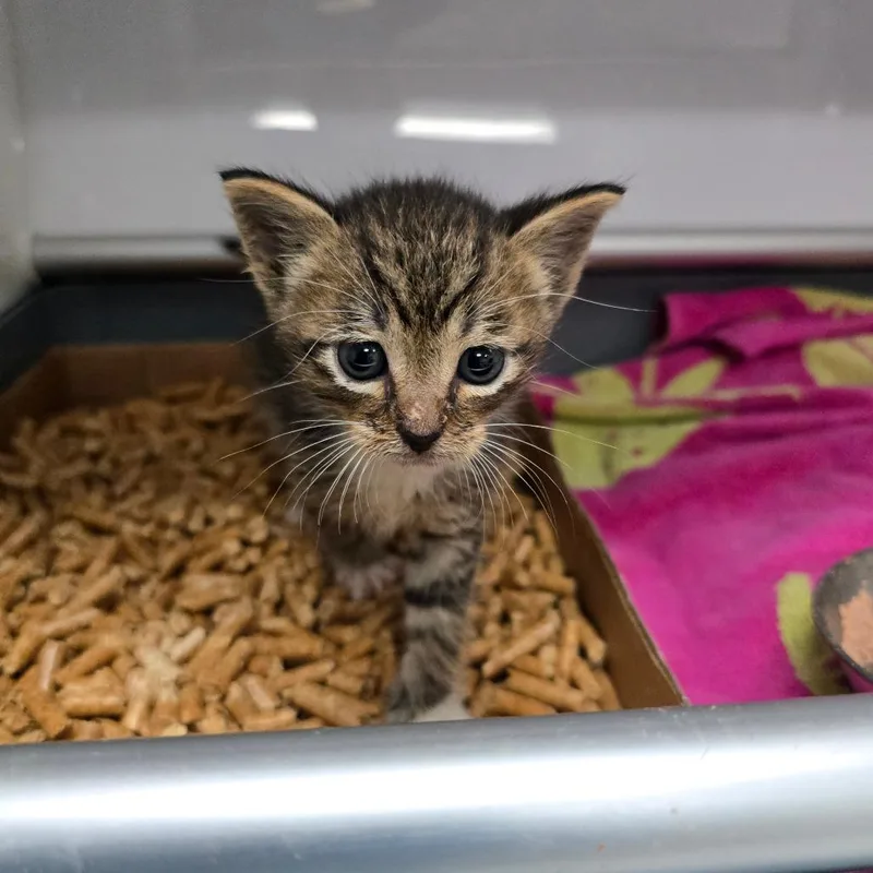 A baby small-sized male Domestic Short Hair cat named Robin for adoption in Naples, FL