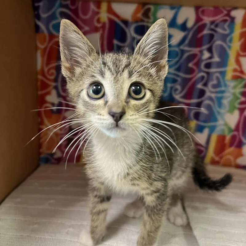 Robin thumbnail 2