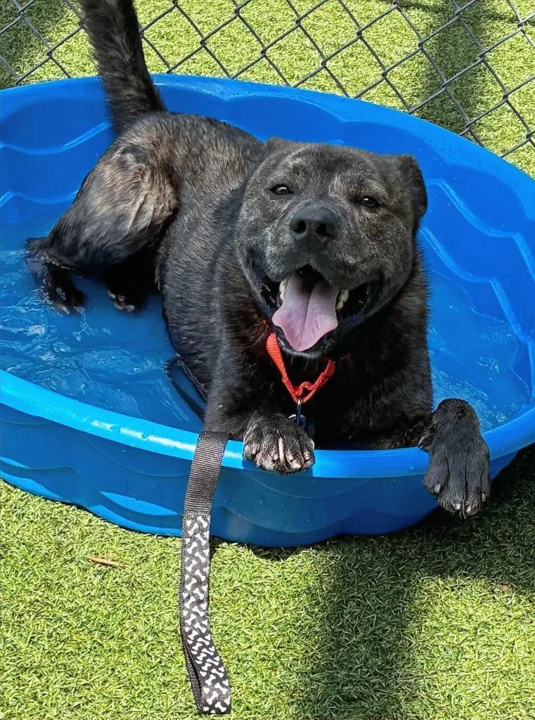A young medium-sized male Terrier dog named Nugget for adoption in Hartsville, SC