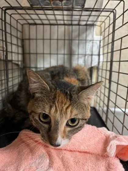 An adult small-sized female Domestic Short Hair cat named Bean for adoption in Honolulu, HI