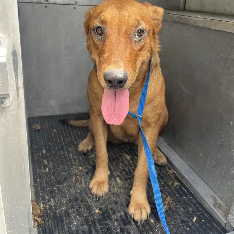 A young large-sized female Shepherd dog named Pinkie for adoption in Edinburg, TX