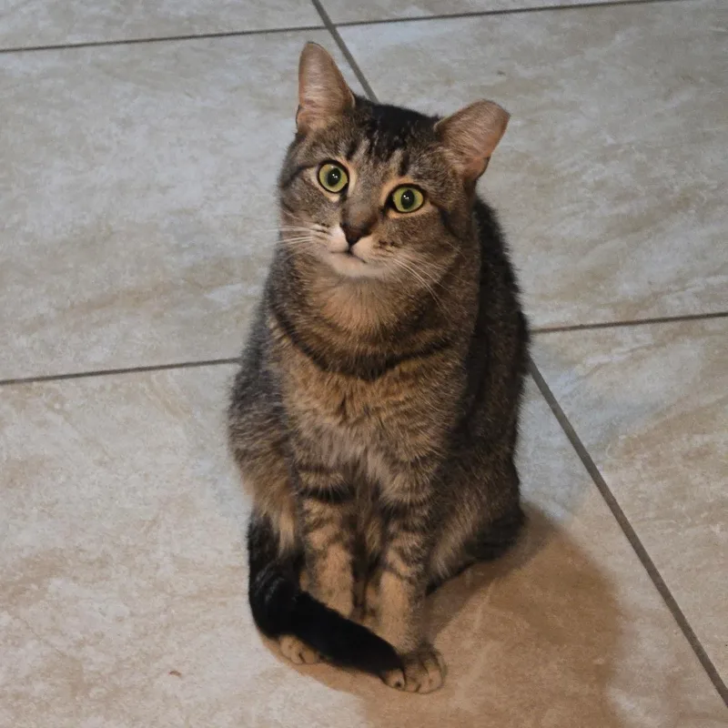 A young medium-sized female Tabby (Brown / Chocolate) Domestic Short Hair cat named Clover for adoption in Tampa, FL