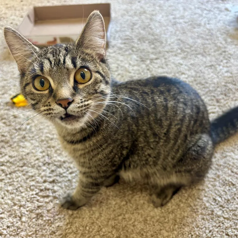 An adult medium-sized female Brown / Chocolate Domestic Short Hair cat named Lisa Frank for adoption in Buffalo, MN