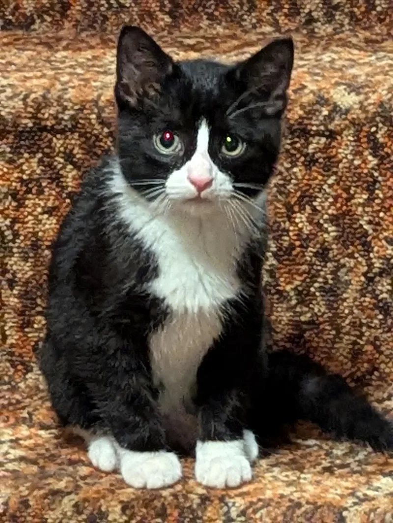 Albert