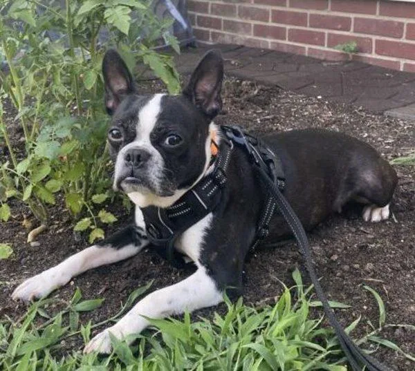 An adult small-sized female Boston Terrier dog named B for adoption in Salisbury, MD