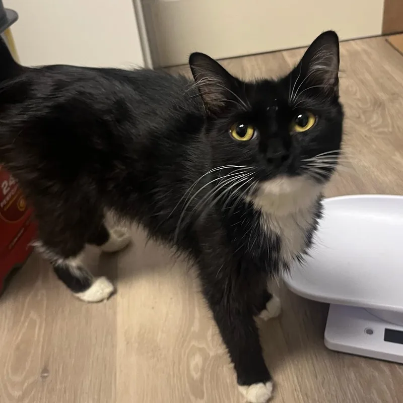 A young medium-sized female Black Domestic Medium Hair cat named Mama Tote for adoption in Waco, TX