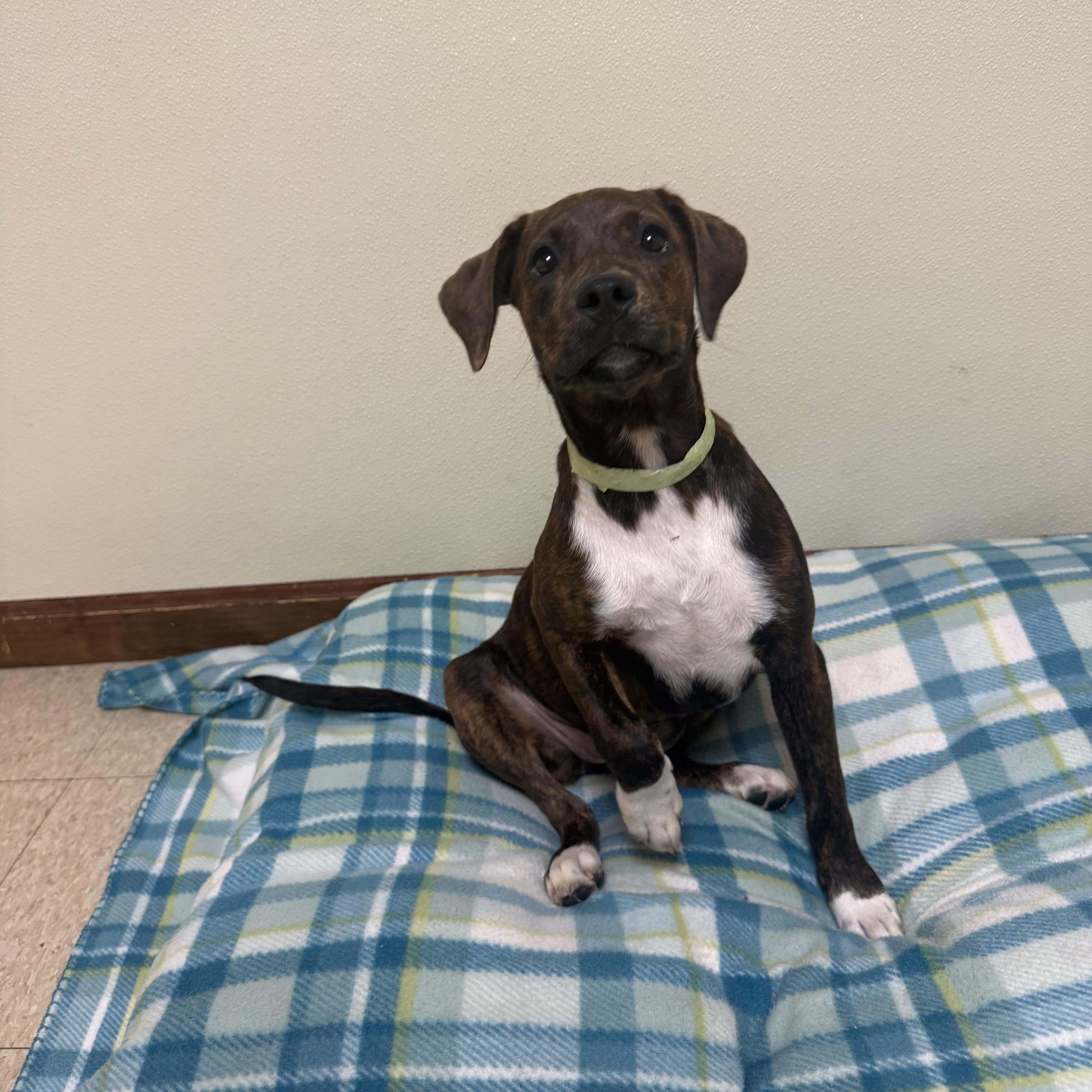 A baby medium-sized female Brindle Mixed Breed dog named Pebbles for adoption in Douglas, MA