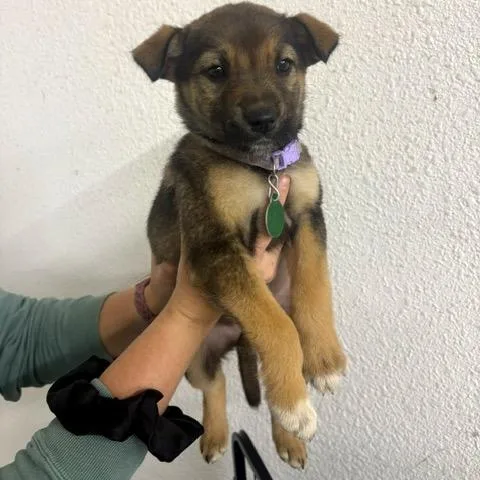A baby small-sized female Black Mixed Breed dog named Denali for adoption in Buffalo, MN