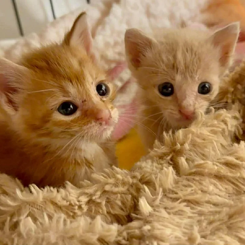 A baby small-sized male Orange & White Domestic Short Hair cat named Cream Puff for adoption in LITTLE MOUNTAIN, SC