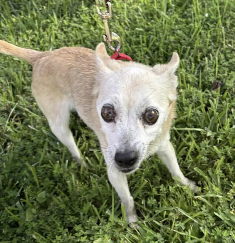 A senior small-sized male Yellow / Tan / Blond / Fawn Chihuahua dog named Hoppy for adoption in Watertown, CT