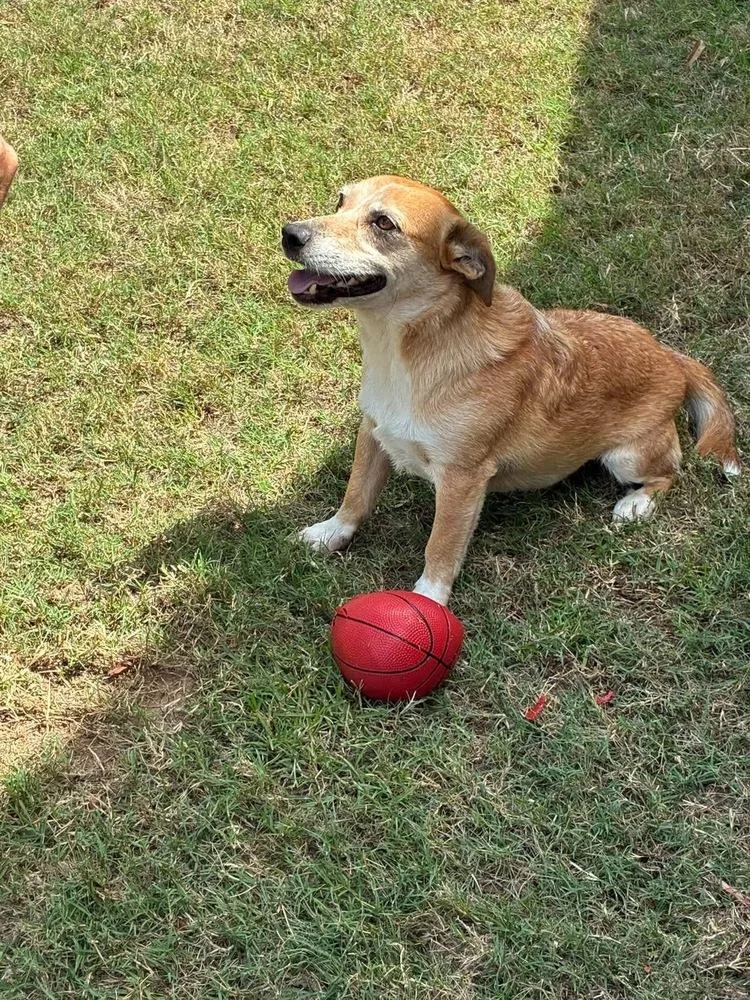 A senior medium-sized male Beagle dog named Walter for adoption in Troy, AL