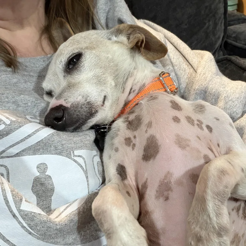 A senior small-sized male Bicolor Chihuahua dog named Roo for adoption in Lincolnshire, IL
