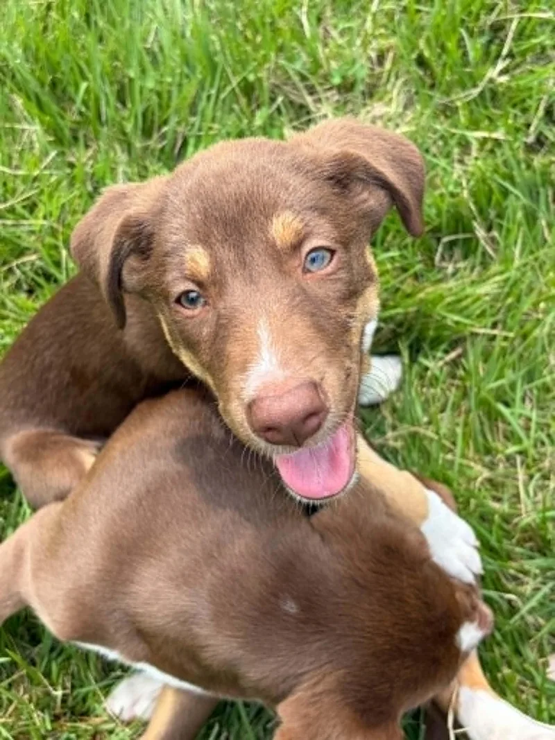 A baby medium-sized female Mixed Breed dog named Bella for adoption in Salisbury, MD