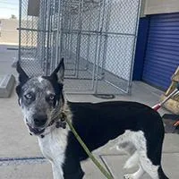 A baby medium-sized male Merle (Blue) Australian Cattle Dog / Blue Heeler dog named Mascarillo  URGENT for adoption in Thousand Oaks, CA