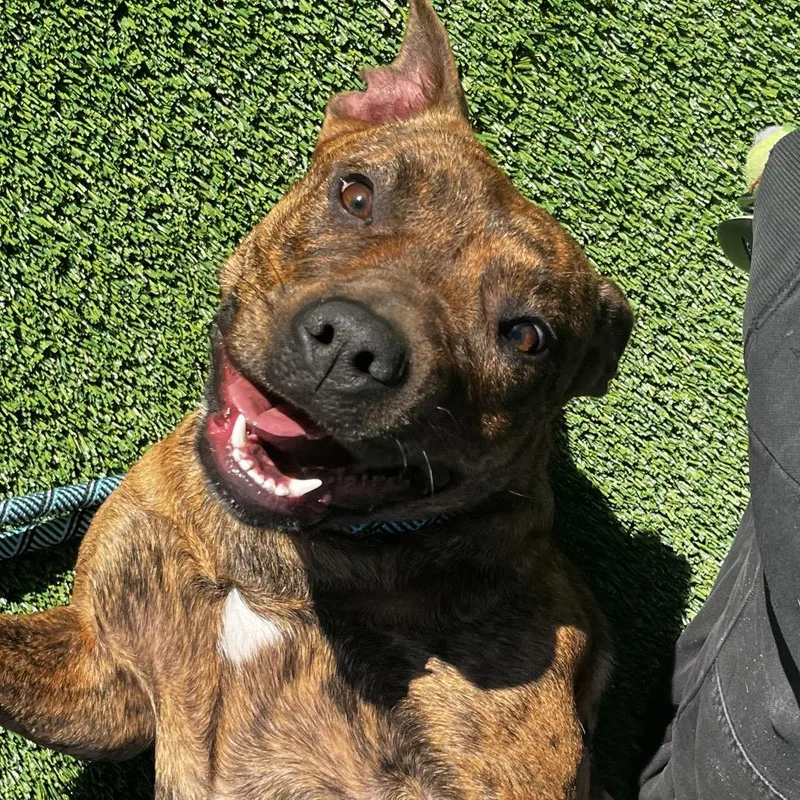 A young medium-sized female Brown / Chocolate Mixed Breed dog named Hazel for adoption in Chicago, IL