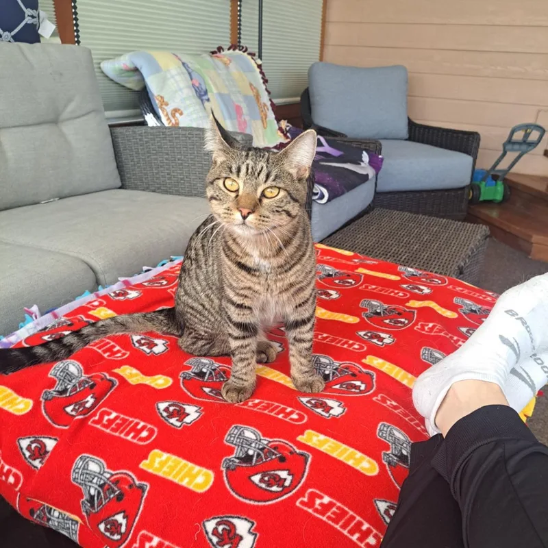 A young large-sized male Tabby (Brown / Chocolate) Domestic Short Hair cat named Tango AND Cash for adoption in Omaha, NE