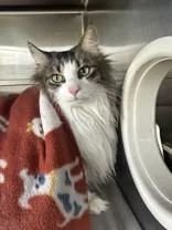 An adult large-sized male Tabby (Brown / Chocolate) Domestic Long Hair cat named OdenBonded To Willow for adoption in Manitowoc, WI