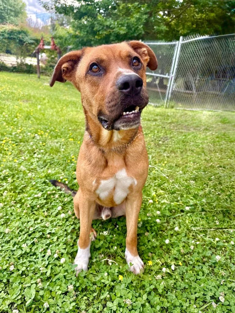 A young medium-sized male Mixed Breed dog named Boo for adoption in Denham Springs, LA