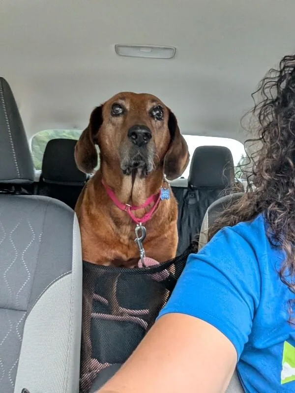 A senior medium-sized female Red / Chestnut / Orange Hound dog named Darlene for adoption in Aiken, SC
