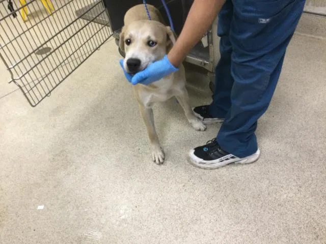 A young large-sized female Labrador Retriever dog named Milla for adoption in Riverside, CA