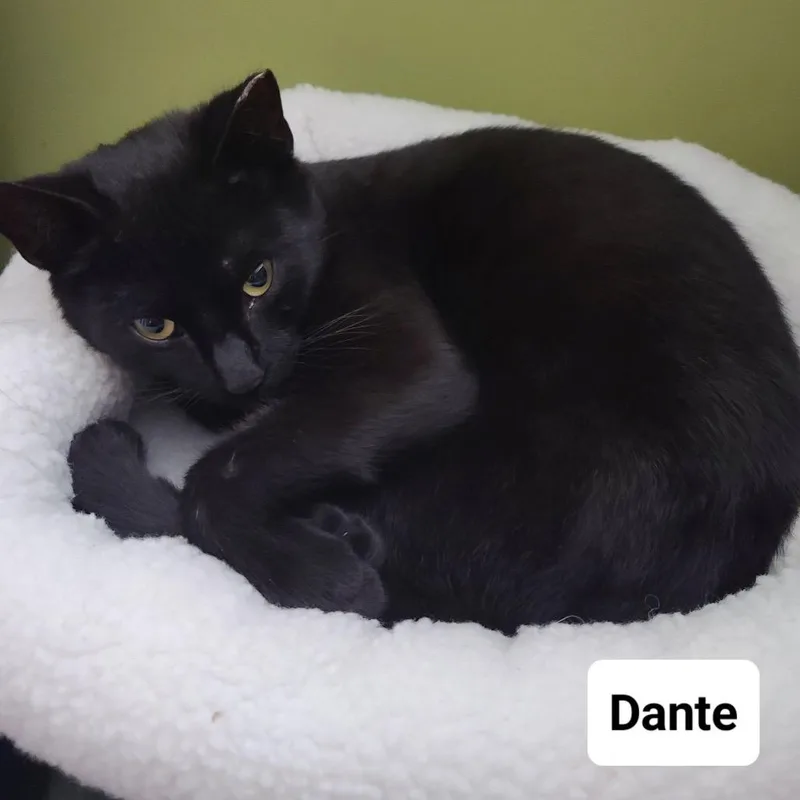 Dante R Charles F thumbnail 2