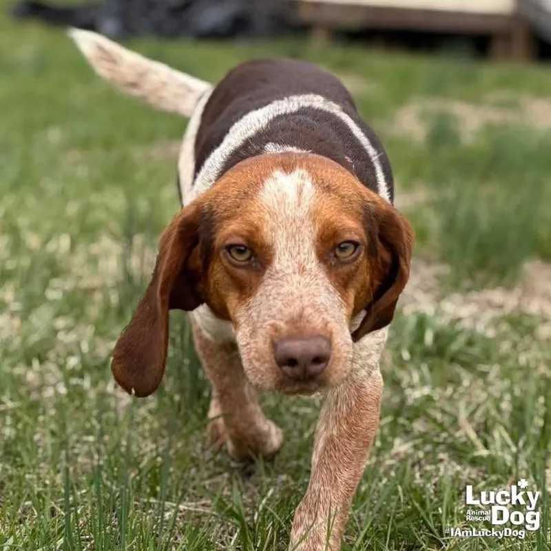 A young small-sized male Beagle dog named Huckleberry for adoption in Washington, DC
