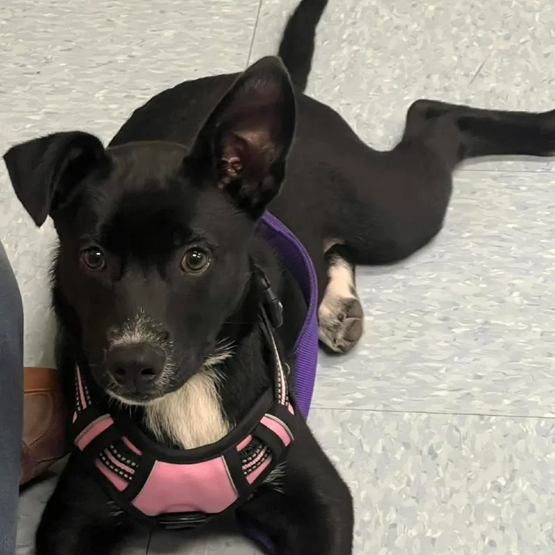 A baby medium-sized female Black Labrador Retriever dog named Moon Pie Mf for adoption in Austin, TX