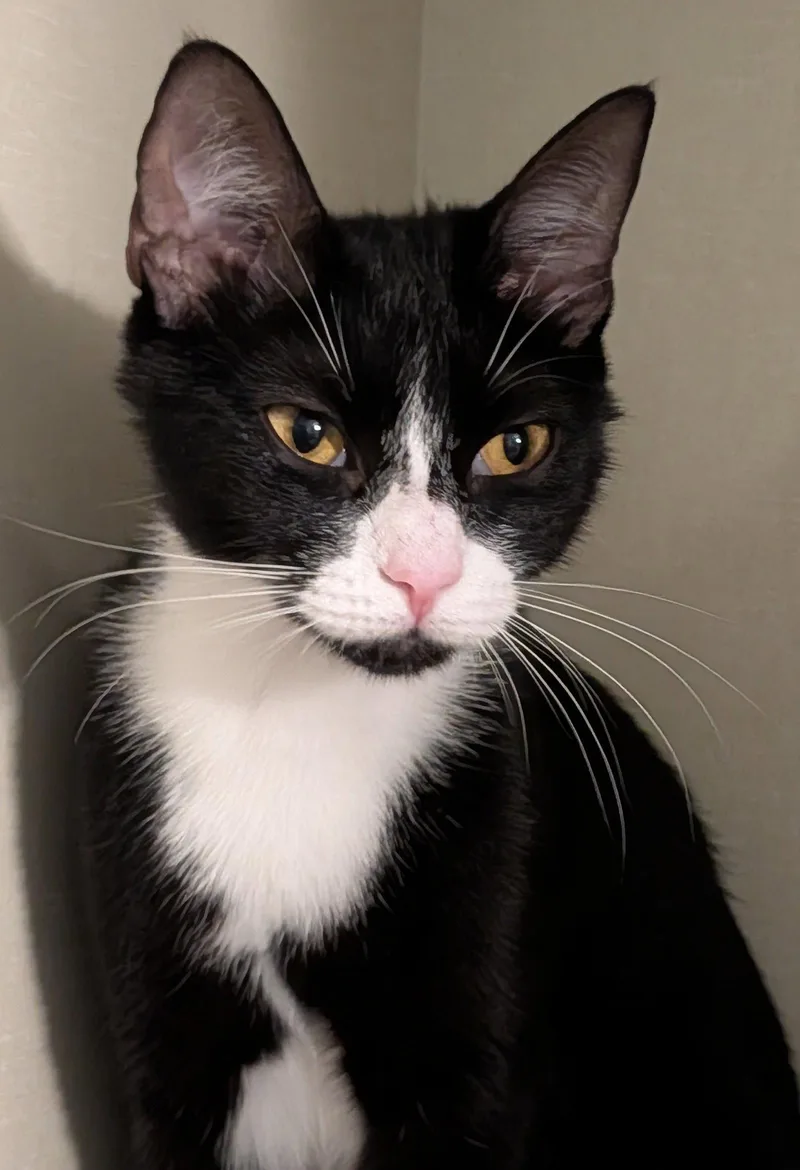 An adult medium-sized female Domestic Short Hair cat named Jolene for adoption in Pompano Beach, FL