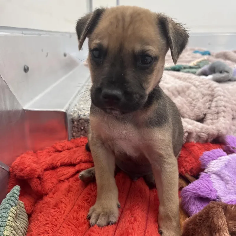 A baby medium-sized male Sable Cattle Dog dog named Brass for adoption in Las Vegas, NV