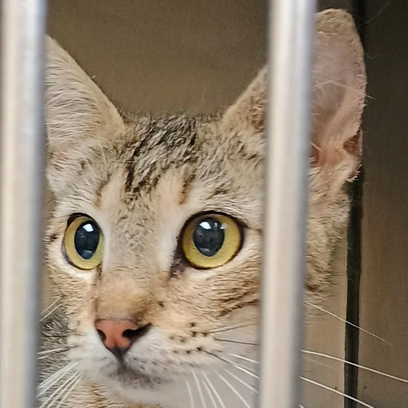 A young medium-sized female Gray / Blue / Silver Domestic Short Hair cat named Cleopatra for adoption in Palestine, TX
