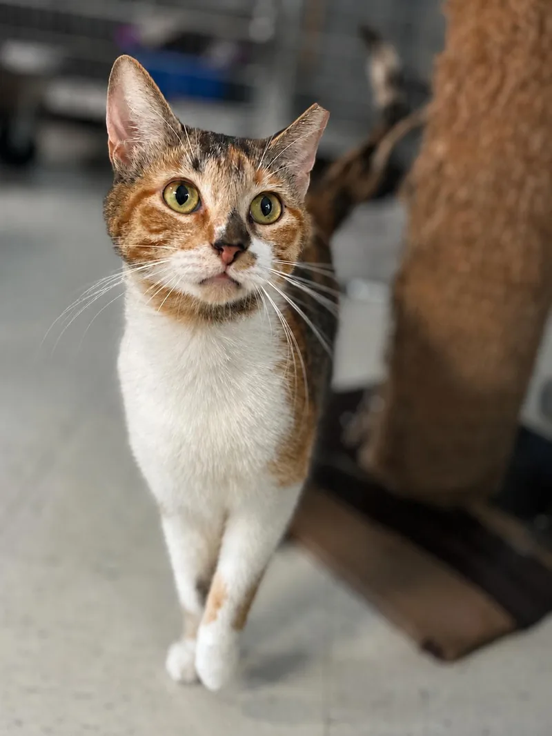 An adult medium-sized female Domestic Short Hair cat named Lucy for adoption in Champaign, IL
