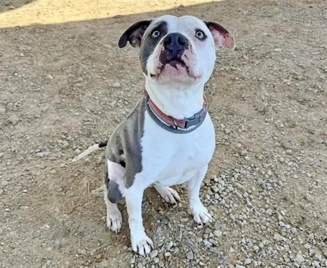 A young medium-sized male Pit Bull Terrier dog named Nino for adoption in Saint Louis, MO
