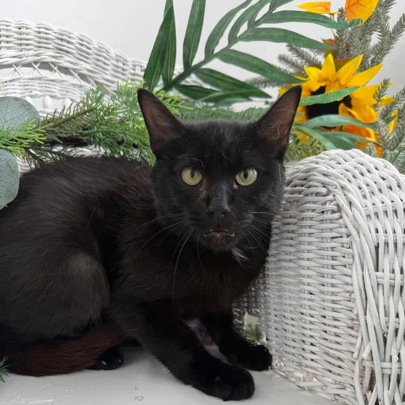 An adult medium-sized male Black Domestic Short Hair cat named Grand Master Iggles for adoption in Eaton Rapids, MI