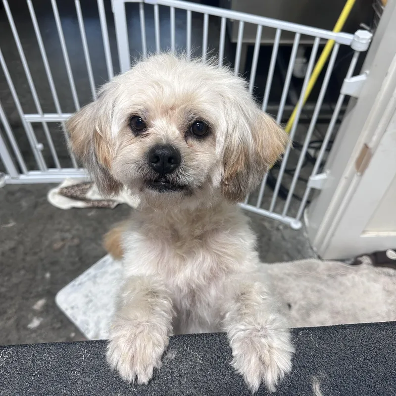 An adult small-sized male Shih Tzu dog named Snickers for adoption in Brentwood, TN