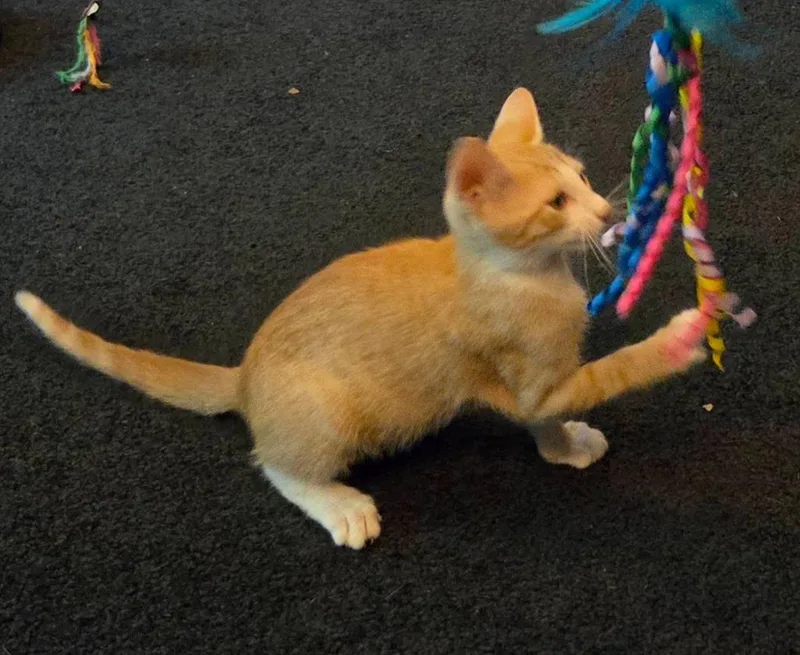 A baby small-sized male Domestic Short Hair cat named Cantarito for adoption in Magnolia, TX