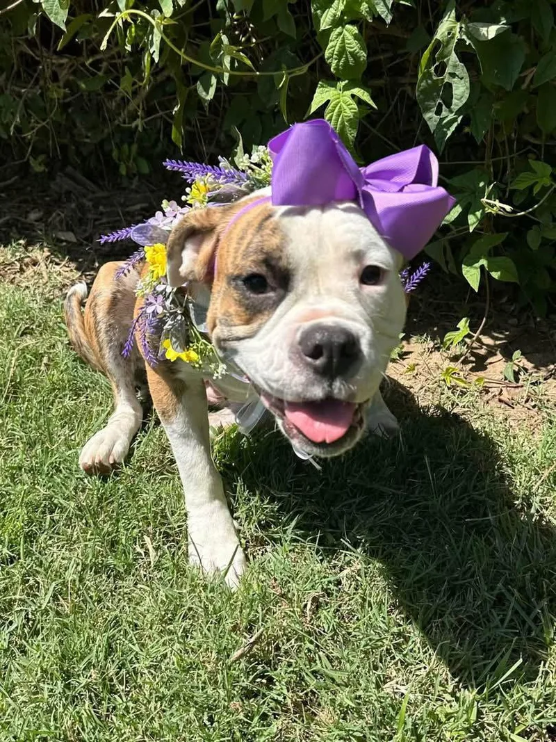 A young medium-sized female English Bulldog dog named Brooklyn for adoption in Redlands, CA