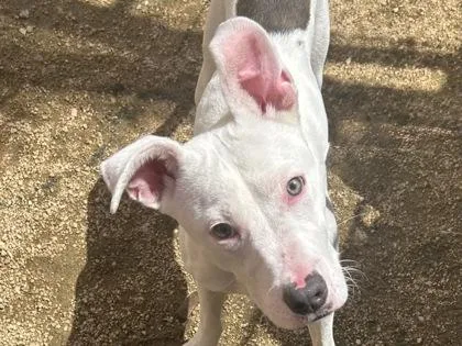An adult medium-sized male White / Cream Mixed Breed dog named Buck for adoption in Georgetown, TX