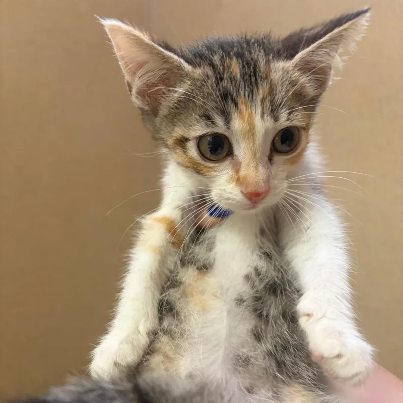 A baby small-sized female Calico Domestic Short Hair cat named Daniella for adoption in Pekin, IL