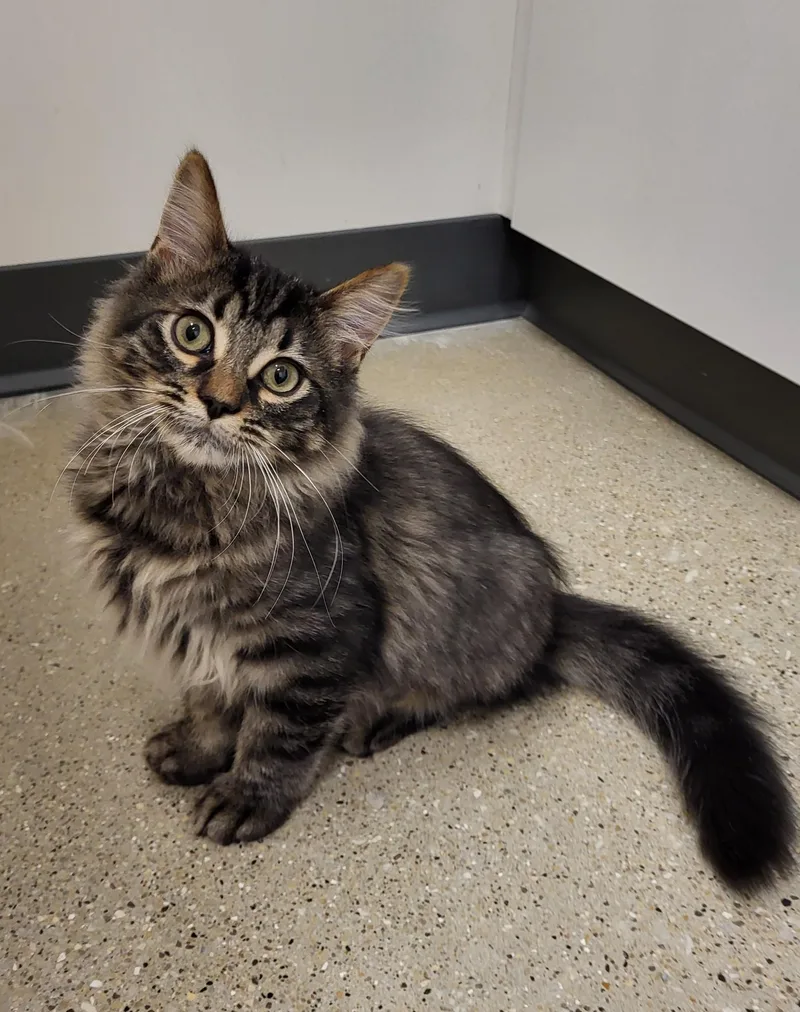 A baby medium-sized female Domestic Long Hair cat named Classico for adoption in Grayslake, IL