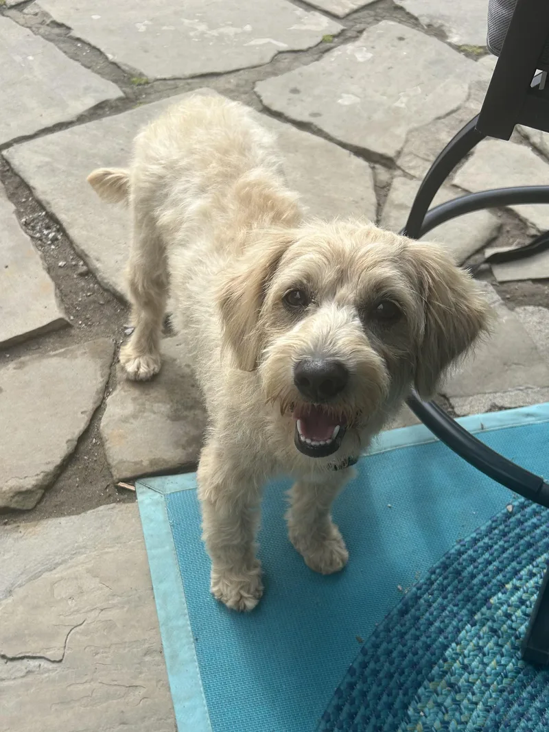 An adult medium-sized female Goldendoodle dog named Mini Roxy for adoption in Rossford, OH
