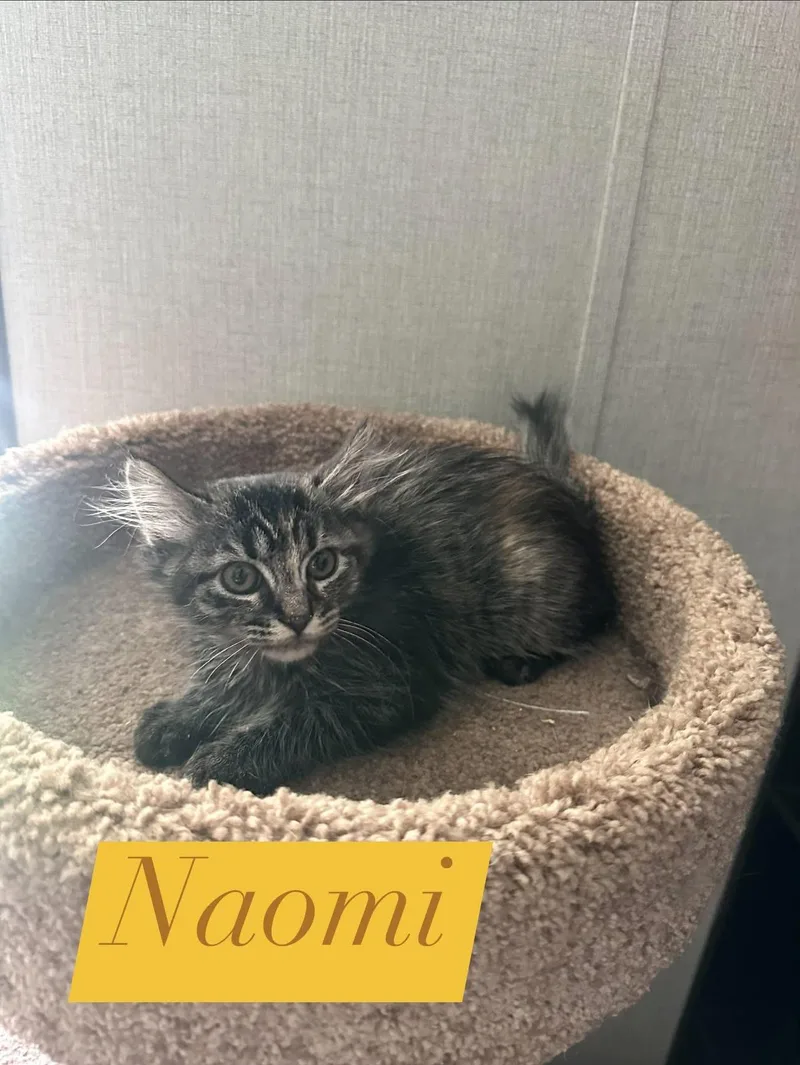 A baby medium-sized female Dilute Calico Domestic Short Hair cat named Naomi for adoption in Manhattan, KS