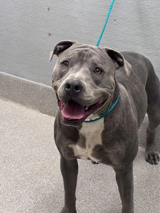 A young large-sized female Pit Bull Terrier dog named Mei for adoption in Las Vegas, NV