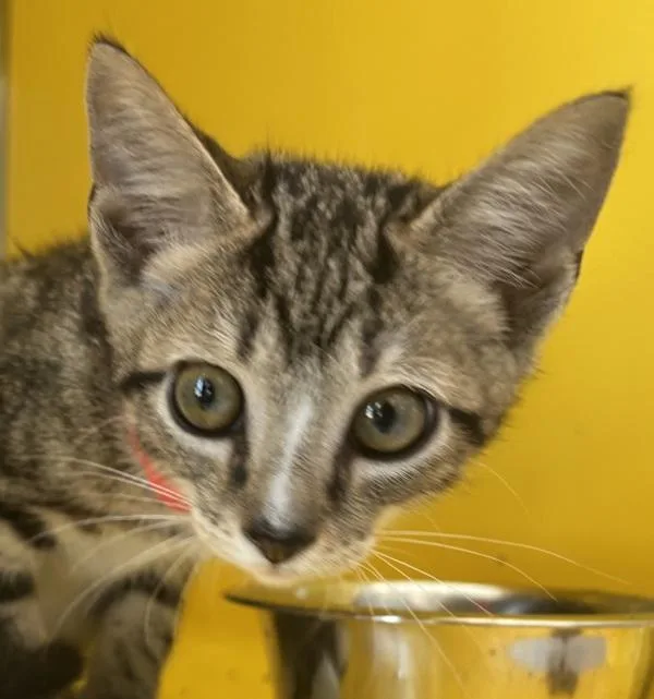 A baby small-sized male Domestic Short Hair cat named Zeus for adoption in Golden, CO