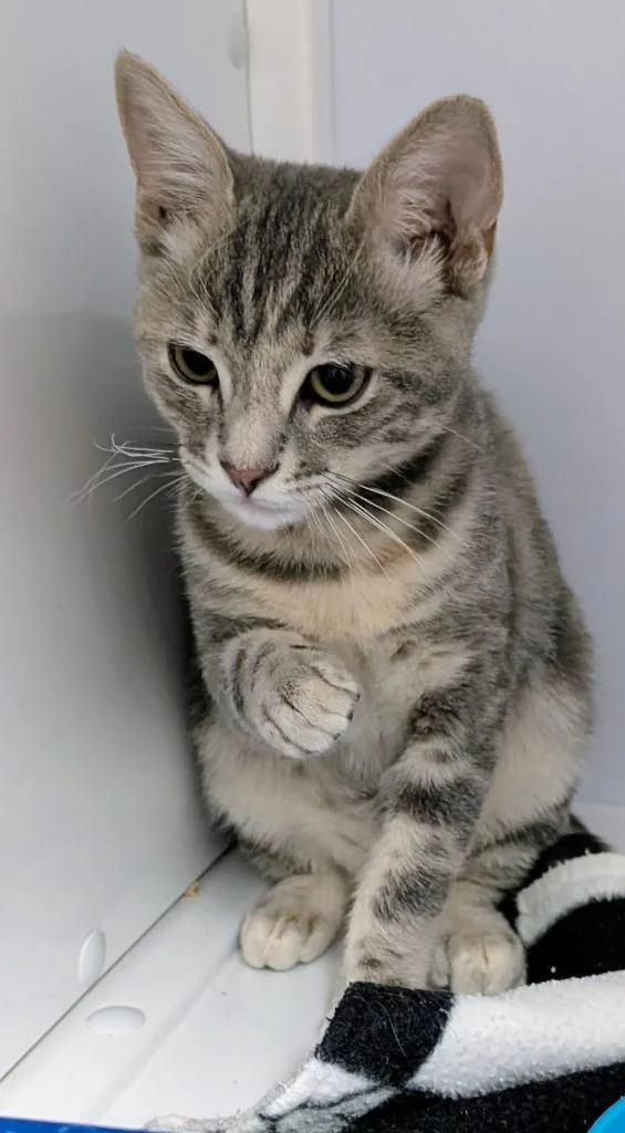 A baby medium-sized female Domestic Short Hair cat named Bellatrix for adoption in Peoria, AZ