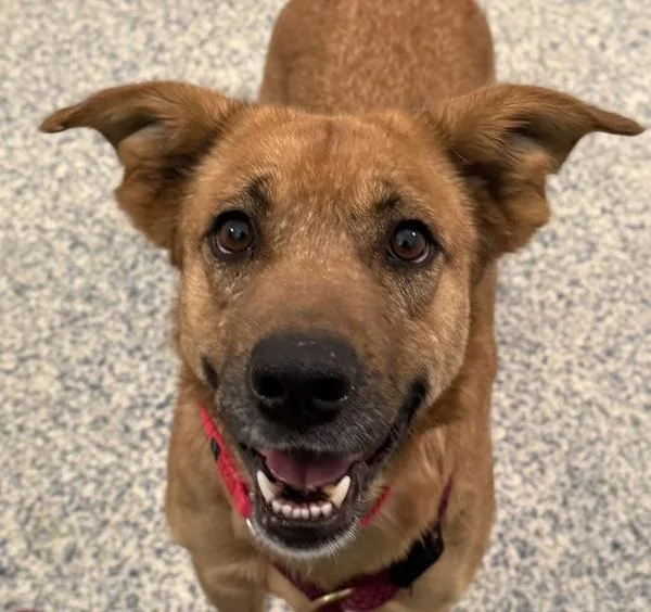 An adult medium-sized female German Shepherd Dog dog named Hinata for adoption in Golden, CO