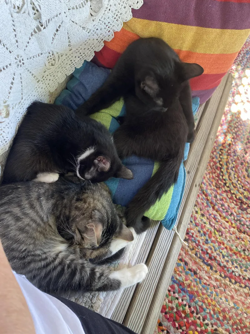 A young medium-sized male Domestic Medium Hair cat named Tippy and Sauerkraut for adoption in Lemoyne, PA